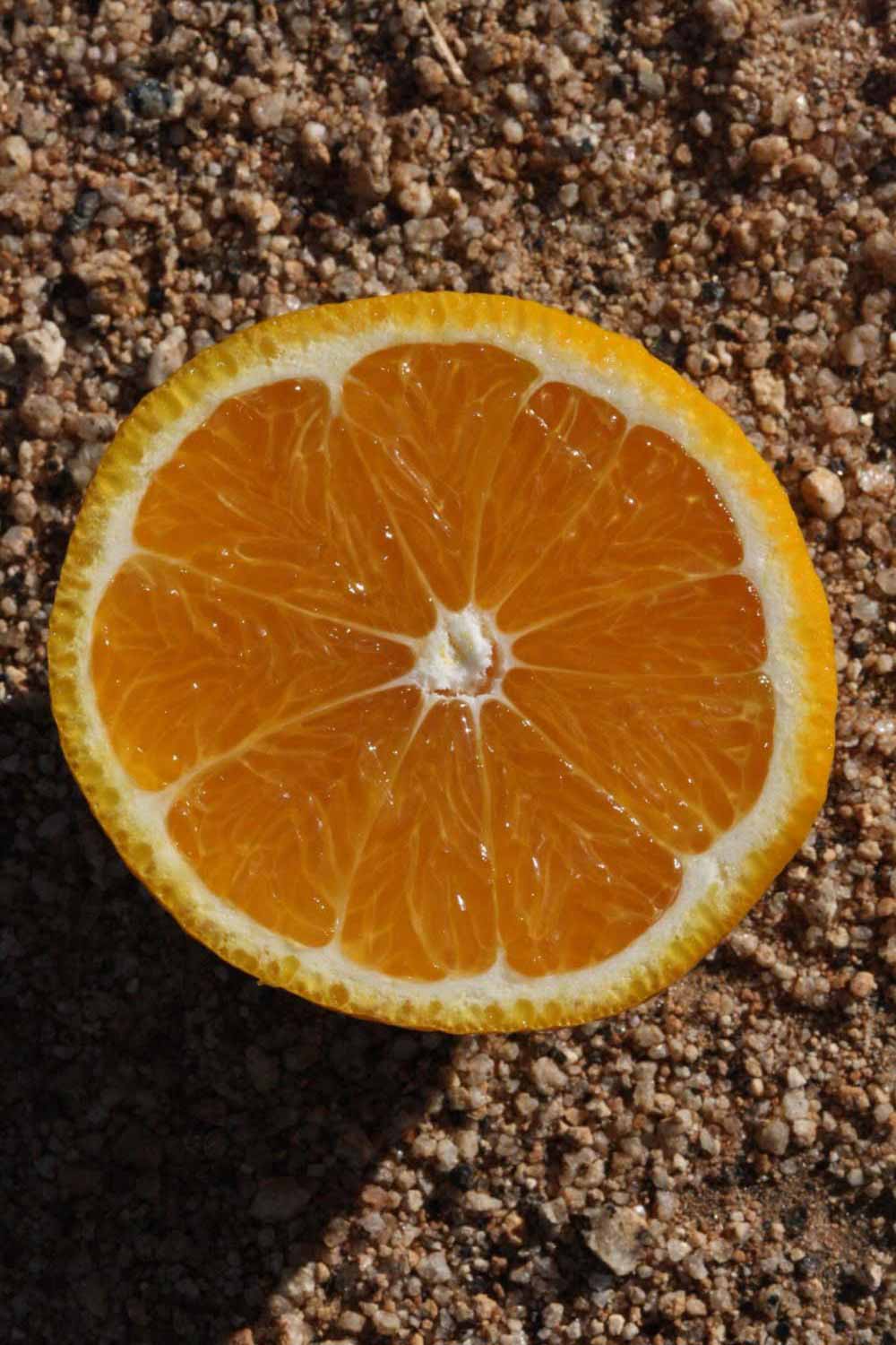            Fruit cross-section (Riverside, CA)   